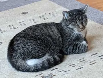 Pepper, Sankt Augustin