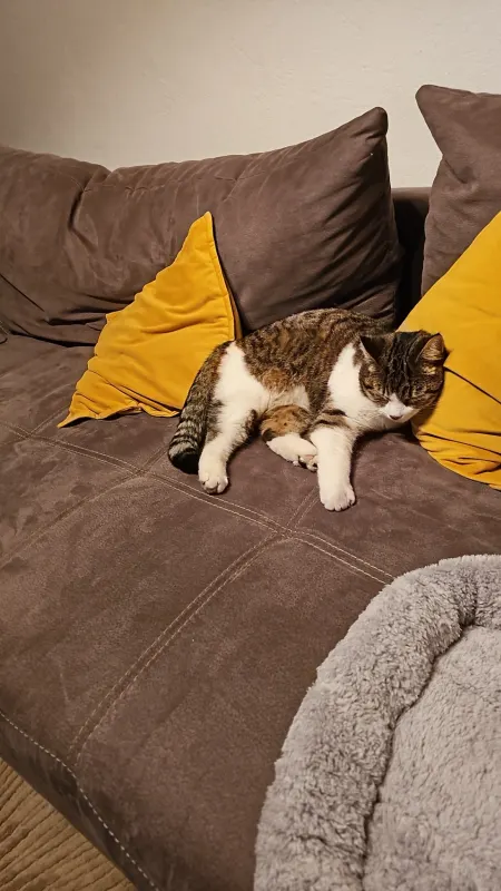 Tigger, Ronnenberg