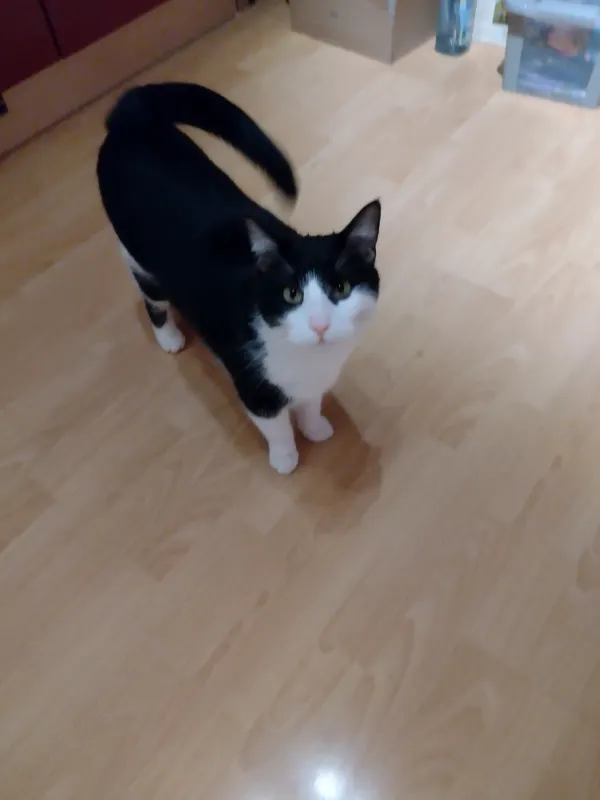 Lulu, Bruchköbel