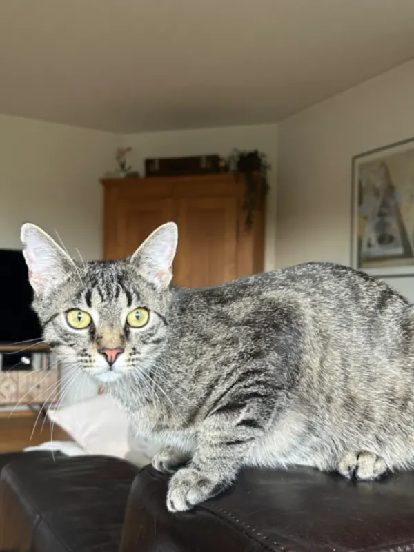 Merlin, Ellwangen