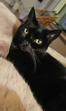 Blacky, Singen (Hohentwiel)