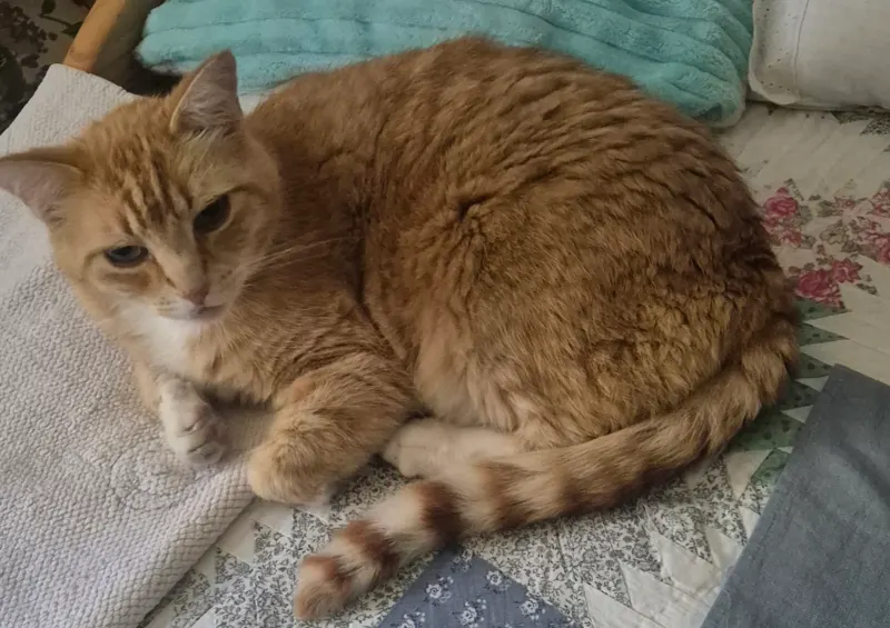 Pumpkin, Loxstedt