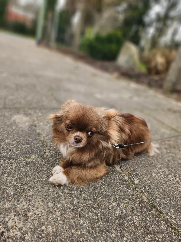 Elly, Bremerhaven