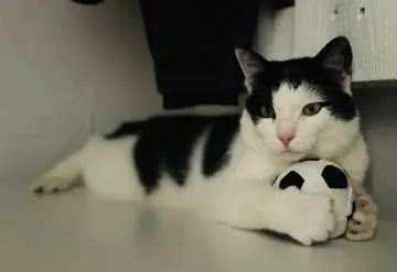 Felix, Trossingen
