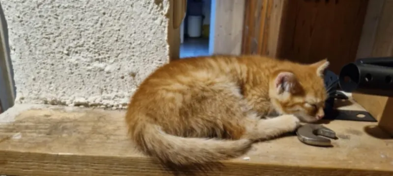 Babykatze Findus, Stadtallendorf