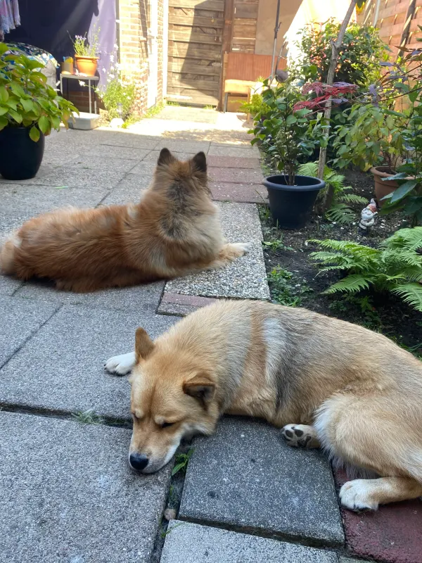 Nala, Kiel
