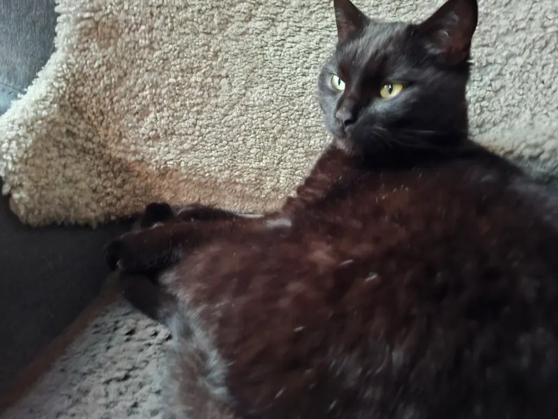 Charlie, Lemgo