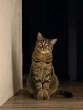 Teddy, Mönchengladbach