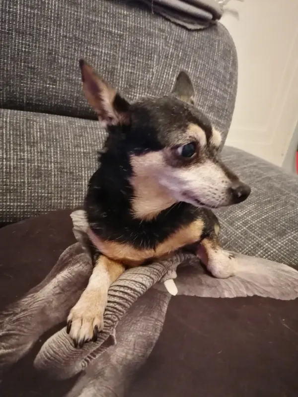 Misia (Micha) abk. Michael, Odenthal