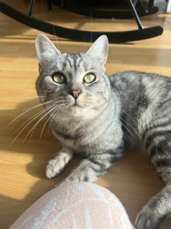 Maya, Lindlar