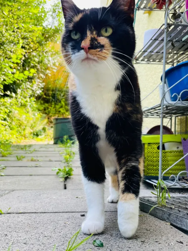 Smilla, Kürten