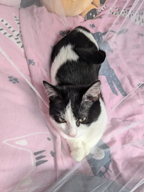 Bella, Lingen