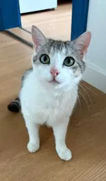 Balu, Hausen