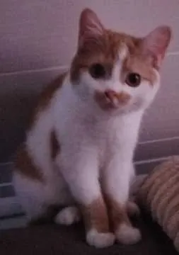 Nala, Künzelsau