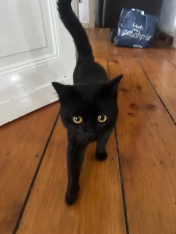 Balou, Tönisvorst