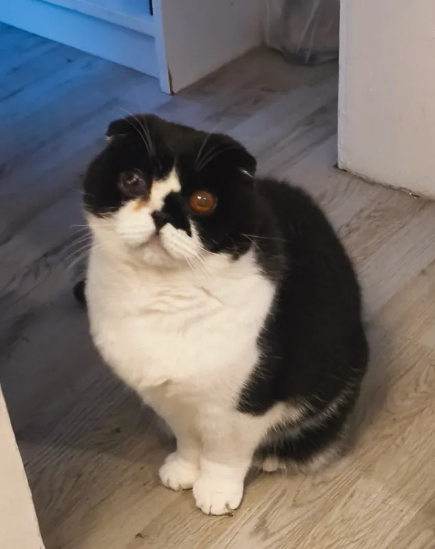 Jascha, Tönisvorst