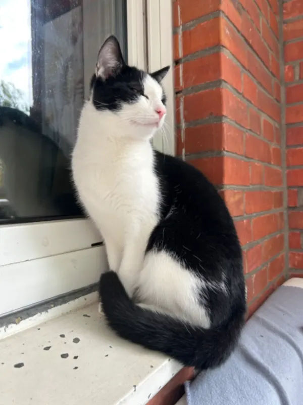 Jinx, Wallenhorst