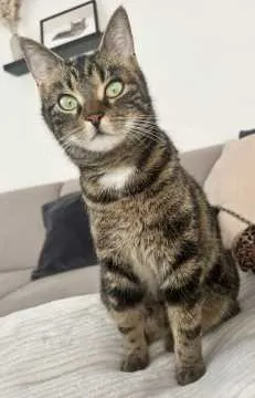 Hailey, Lauda-Königshofen