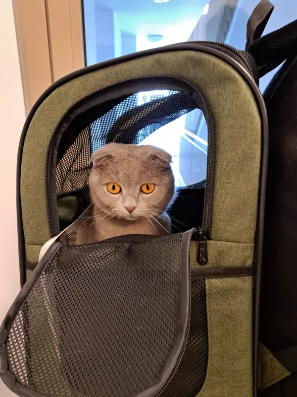 Schrödinger, Langen