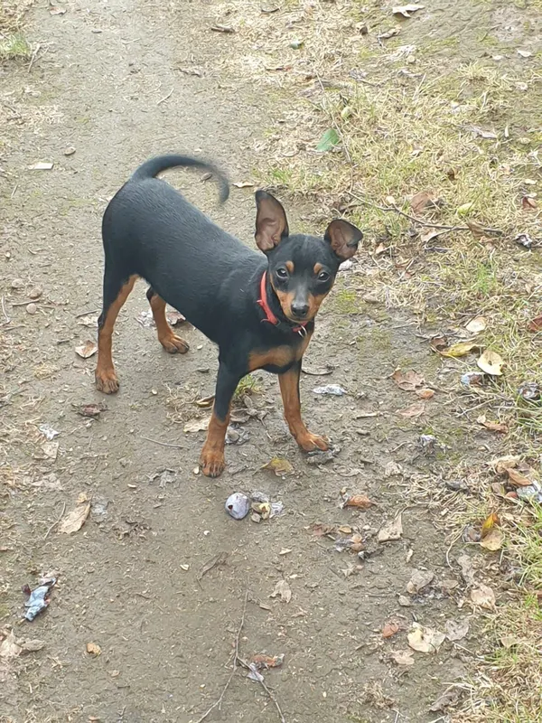 Lucky, Langen