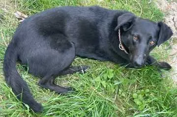 Laila, Bischofswiesen