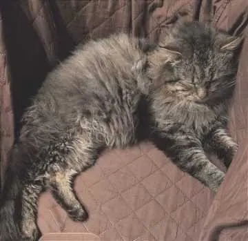 Findus, Thale