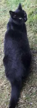 Blacky, Neustrelitz