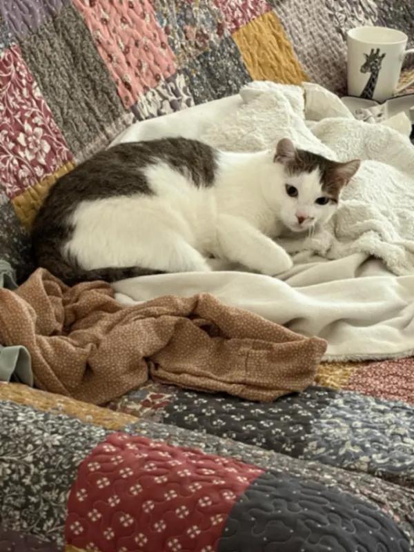 Minou, Görlitz