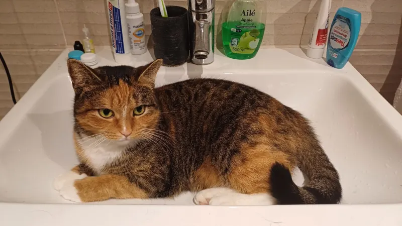 Ruby, Görlitz
