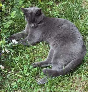 Rosa, Sulzbach-Rosenberg