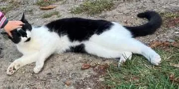 Killer, Salzwedel