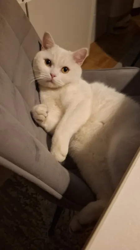 Milo, Dinslaken