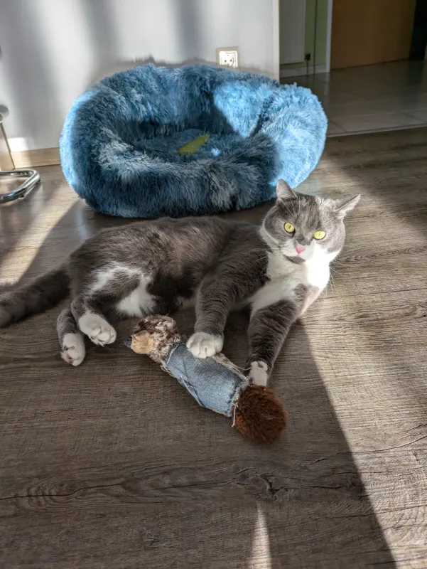 Sammy, Dinslaken