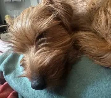 Maggy, Sülzetal