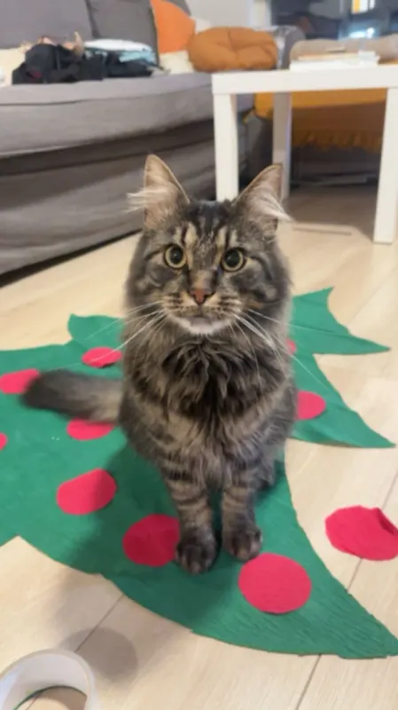 Louis, Hückelhoven