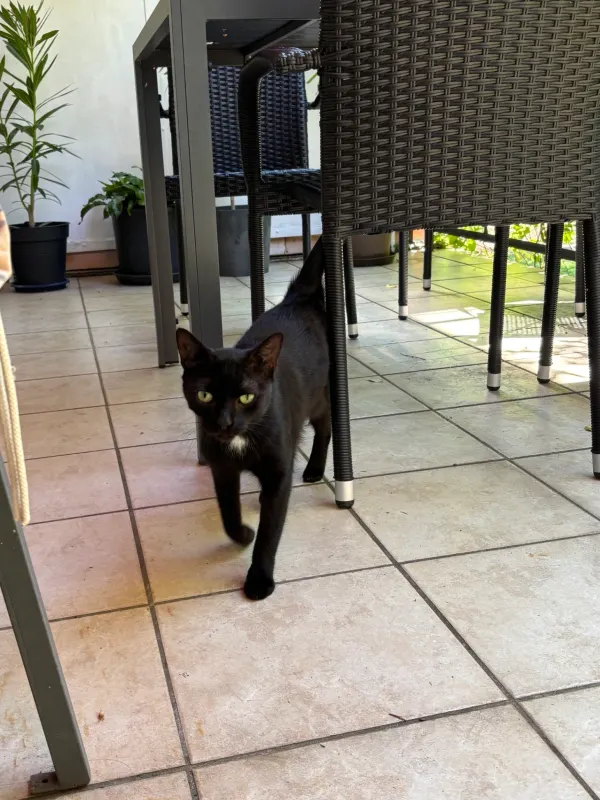 Zoe, Mannheim