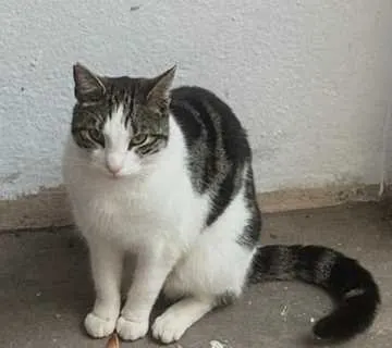 Mau, Wunstorf