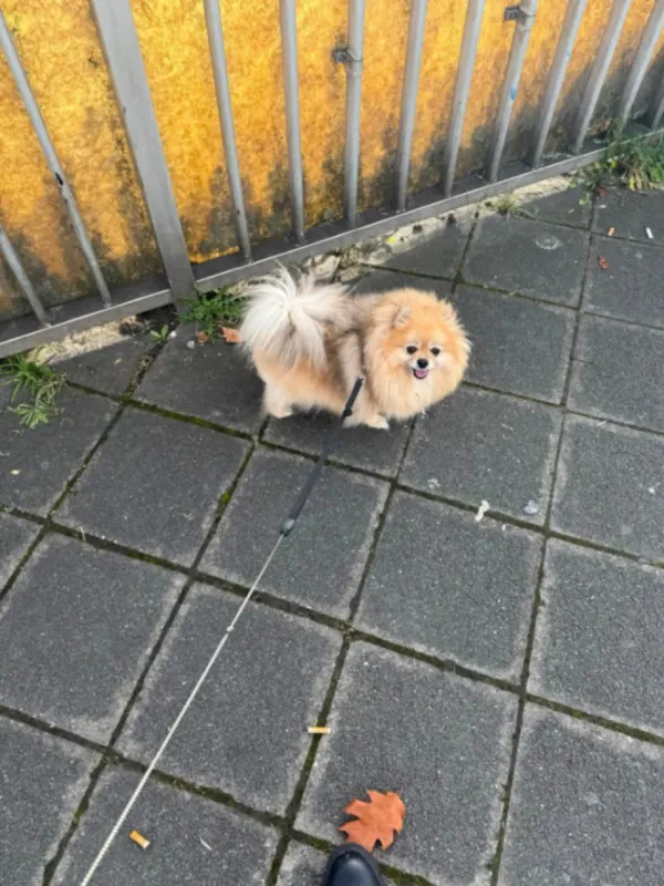 Bebka, Mannheim