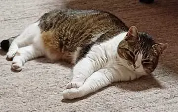 Maja, Bochum