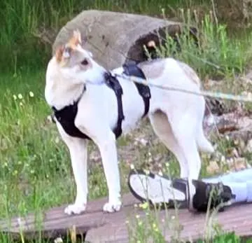 Koko, Floß