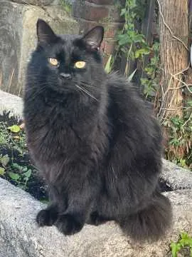 Gismo, Radolfzell am Bodensee