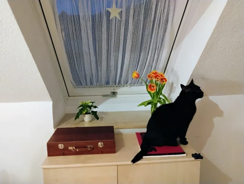 Cleo / Cleopatra, Schramberg