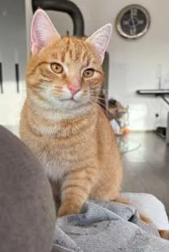 Flauschi, Odenthal