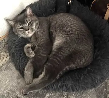Simba, Gütersloh