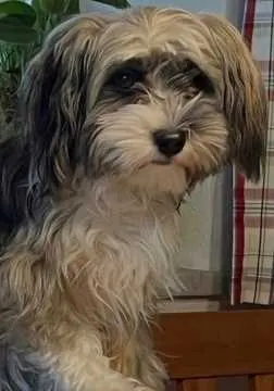 Romeo, Großkarolinenfeld