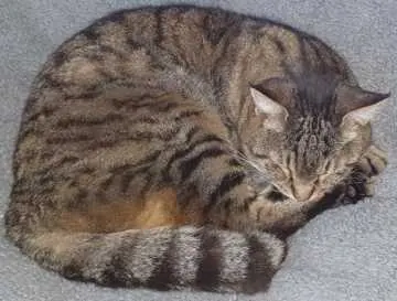 Missy, Hennef (Sieg)