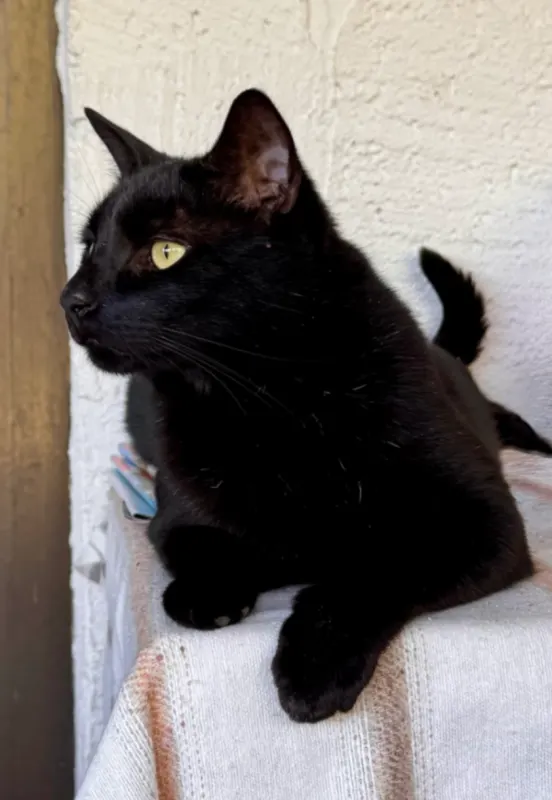 Kater Katerche kleiner Mann, Zweibrücken