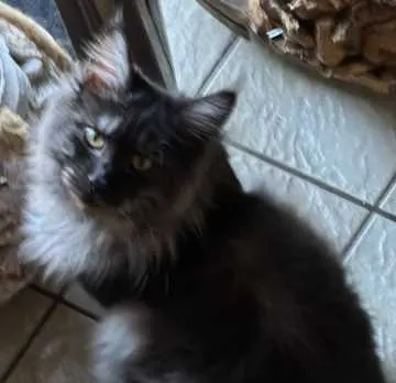 Zorro, Feucht