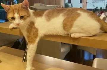 Gizmo, Hünfeld