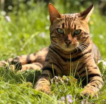 Simba, Bayerisch Gmain